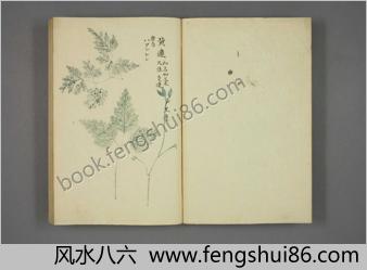 植物図谱