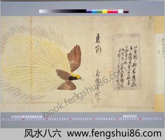 萨摩鸟谱图卷