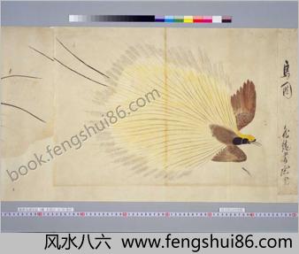 萨摩鸟谱图卷