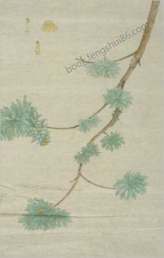 蔬菜瓜果图谱