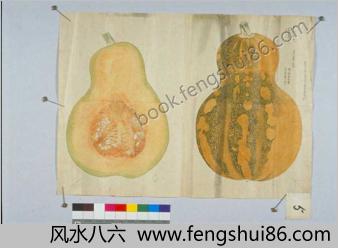 蔬菜瓜果图谱