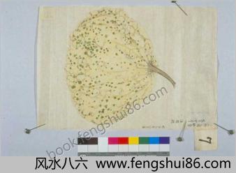 蔬菜瓜果图谱