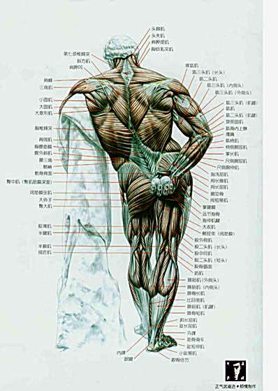 肌肉健美训练图解.完整版.pdf_上高清扫描珍藏版.完整版.pdf