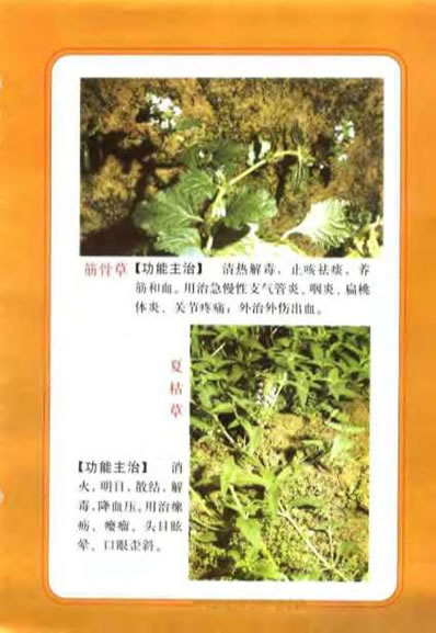 中国民间百草良方_王维.电子版.pdf