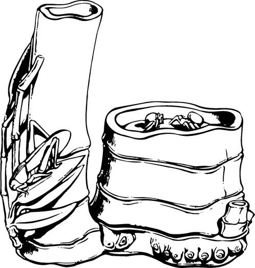 中华图案_清代上_艺术木雕926902_高宽823x868_分辨率299dpi