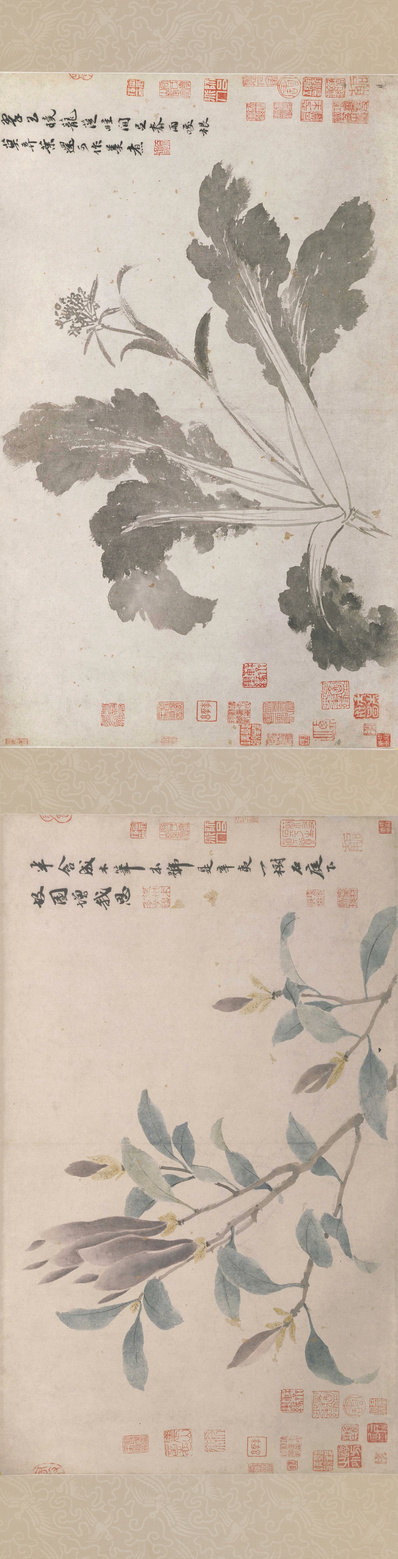 明代画.沈周_辛夷墨菜图卷纸本_北_16190.4134
