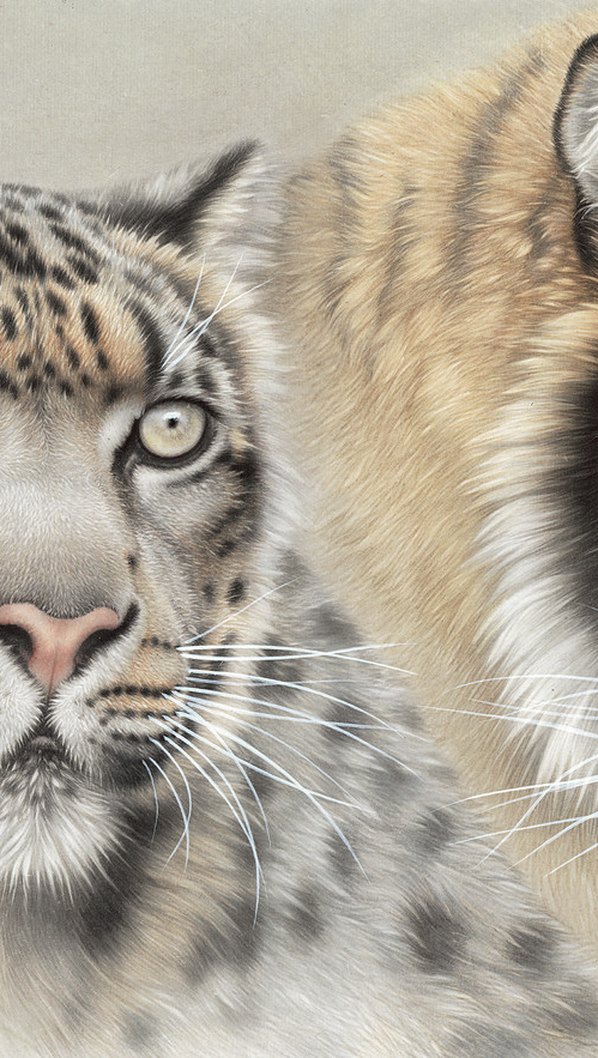 近代画.刘继彪_虎雪豹_7707.3407