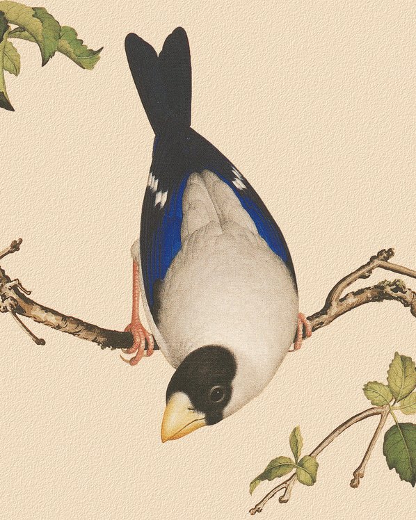 清_郎世宁_花鸟画_9_4724.5906 清_郎世宁_花鸟画_9_4724.5906