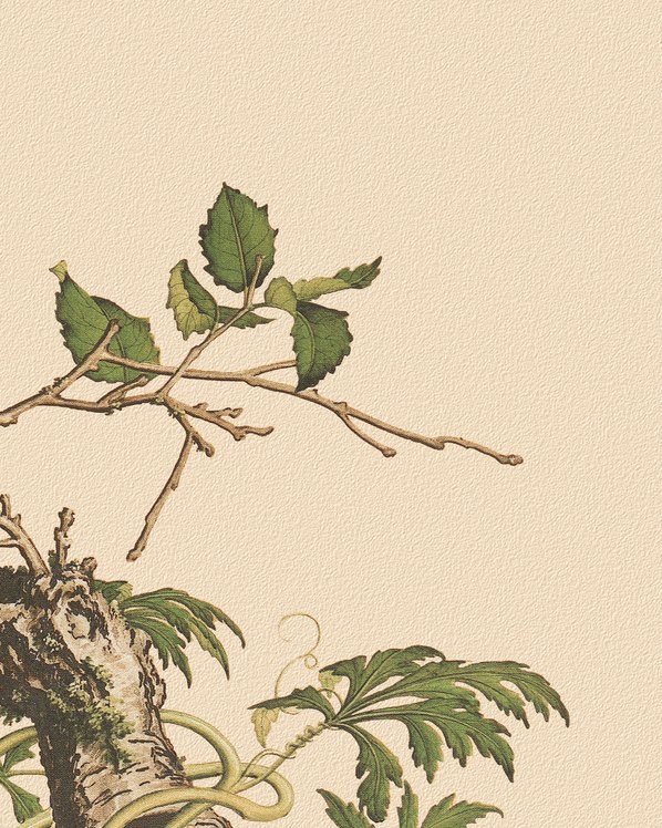 清_郎世宁_花鸟画_9_4724.5906 清_郎世宁_花鸟画_9_4724.5906