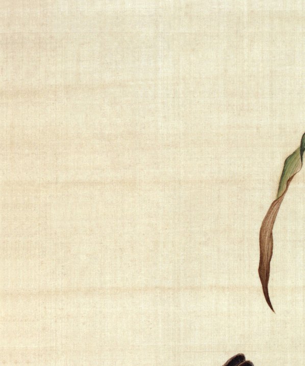 清代画.郎世宁_仙萼长春图最佳版_谷花稷穗_4386.5259_284dpi