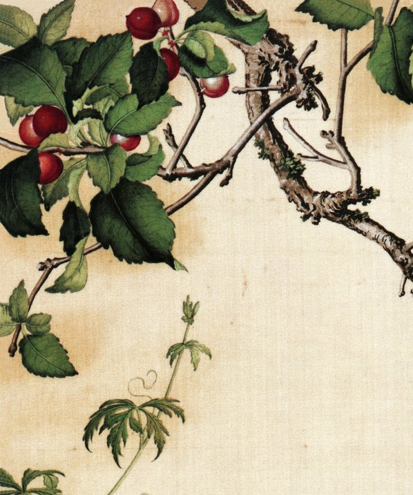 清代画.郎世宁_仙萼长春图最佳版_樱桃_6252.7496_405dpi