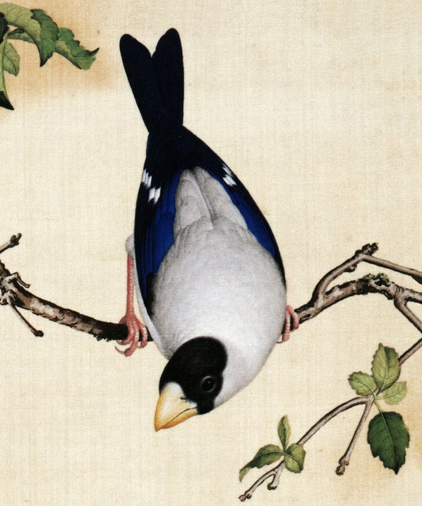 清代画.郎世宁_仙萼长春图最佳版_樱桃_6252.7496_405dpi