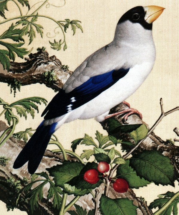 清代画.郎世宁_仙萼长春图最佳版_樱桃_6252.7496_405dpi