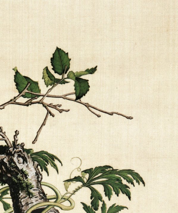 清代画.郎世宁_仙萼长春图最佳版_樱桃_6252.7496_405dpi