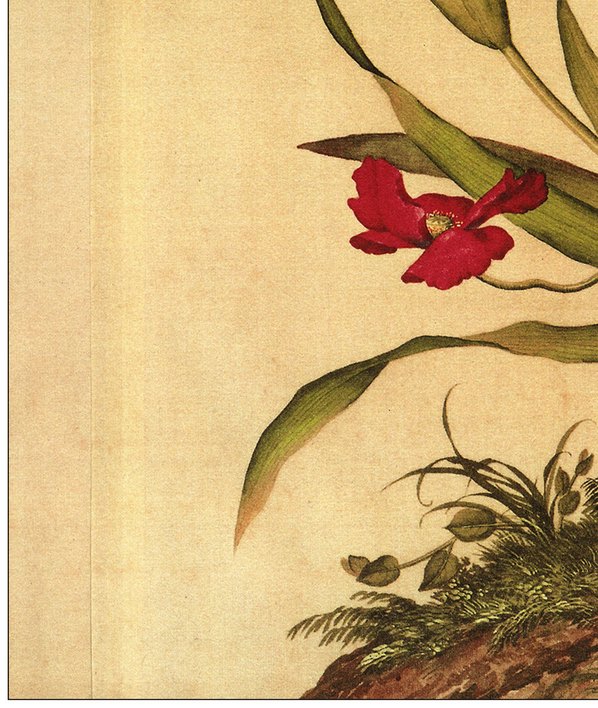 清代画.郎世宁_仙萼长春图_29_4488.5315 清代画.郎世宁_仙萼长春图_29_4488.5315