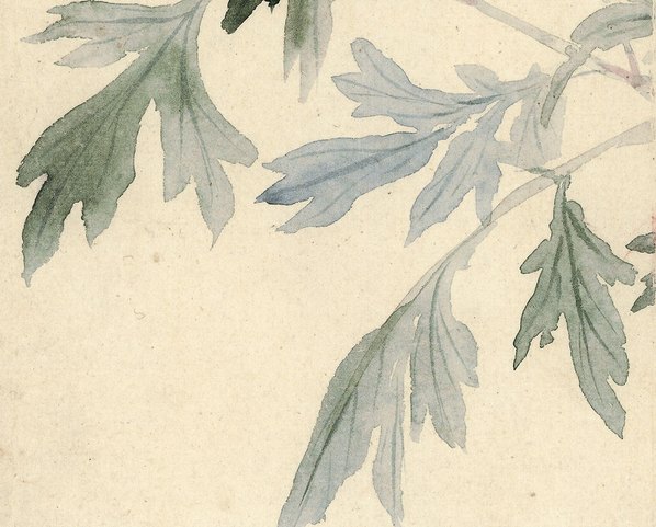 清代画.惲寿平_甌香馆写生册_牡_4262.3425 清代画.惲寿平_甌香馆写生册_牡_4262.3425