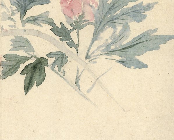 清代画.惲寿平_甌香馆写生册_牡_4262.3425 清代画.惲寿平_甌香馆写生册_牡_4262.3425