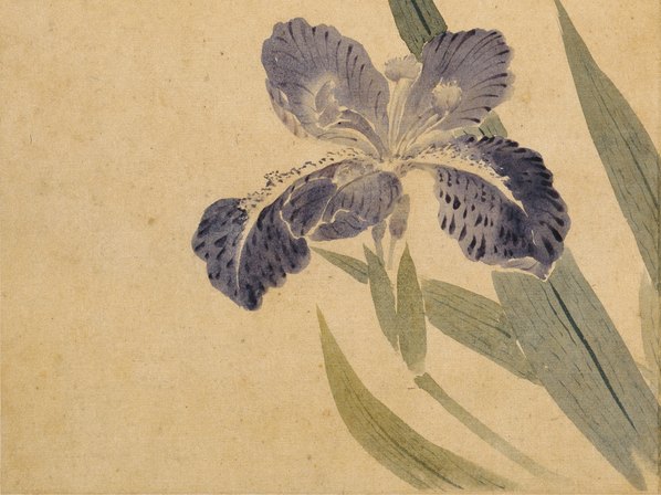 清代画.华嵒_花鸟草虫八开_华嵒花鸟草_5_4309.3228 清代画.华嵒_花鸟草虫八开_华嵒花鸟草_5_4309.3228