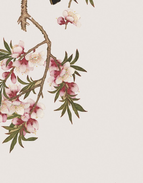 清代画.余挚_花鸟画_11_3248.4134