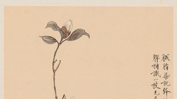 清代画.于非闇_红白茶花轴纸本_5504.12384