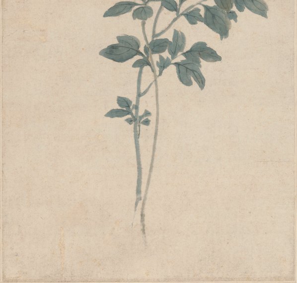 明代画.陆治_牡丹图轴_纸本_3746.14269